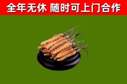 吉林省烟酒回收冬虫夏草.jpg